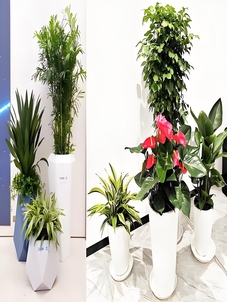 宁波奉化花卉租赁 宁波奉化花卉租赁