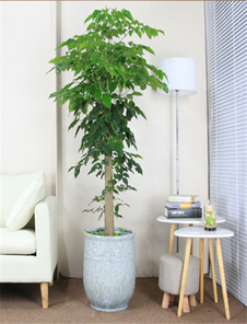 热选前湾花木出租，优质服务，满足绿植租赁需求！