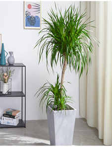 宁波余姚盆景出租，价格超实惠，快来装点你的空间！