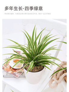 北仑绿化养护哪家好