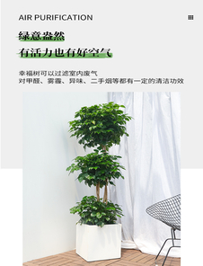 余姚花木租摆价格