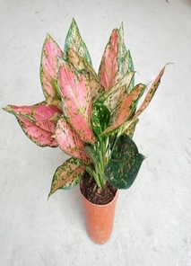 宁波海曙绿化养护专业，打造城市绿色风景线