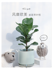 专业绿植租摆，宁波镇海为您营造别样生机环境