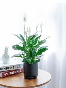 深度解析奉化绿植租赁，畅享绿色办公新体验