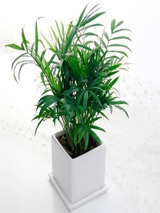 宁波慈溪绿植租摆设计