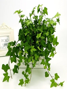 探寻宁波镇海盆景租赁设计，解锁别样绿意风情