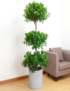 宁波盆景租摆设计