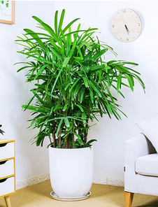 “镇海盆景租赁价格大揭秘，快来一探究竟！验