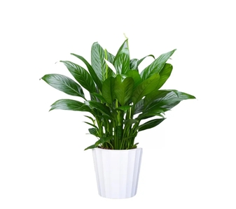 海曙植物租摆服务哪家强？这家绝绝子！