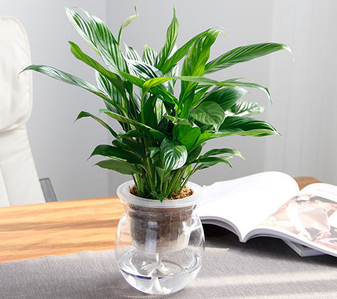 关于江北盆景租摆价格，你必须知道的事！