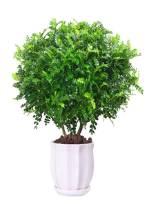 探寻宁波北仑花木出租价格的真相