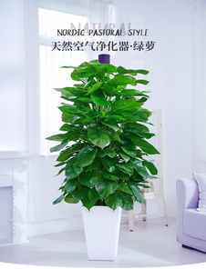 宁波北仑盆景出租哪家好