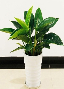 专业花木出租，宁波北仑花木出租的不二之选